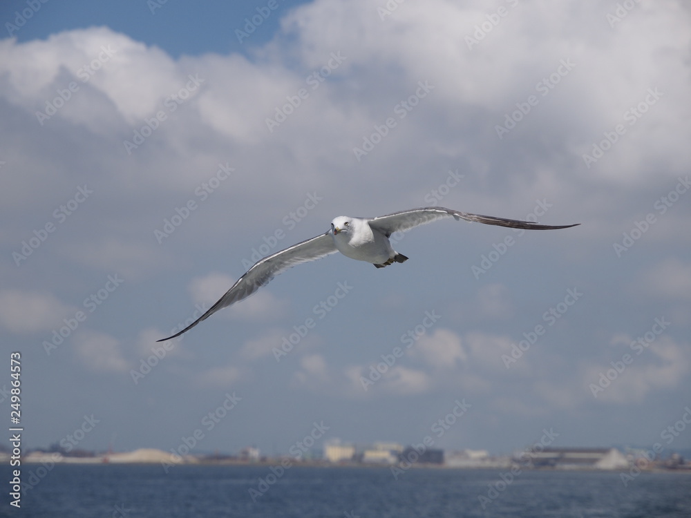 ウミネコ 石巻湾 001