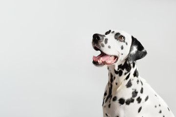 Dalmatian dog portrait with tongue out on white background. Dog looks left. Copy space