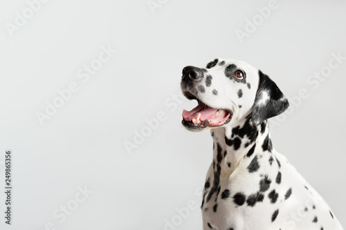 Dalmatian dog portrait with tongue out on white background. Dog looks left. Copy space