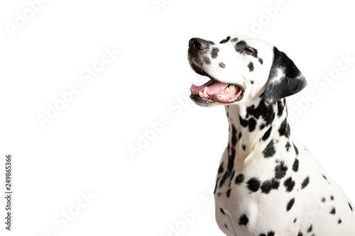Cute Dalmatian dog portrait with tongue out on white background. Dog squints. Place for text