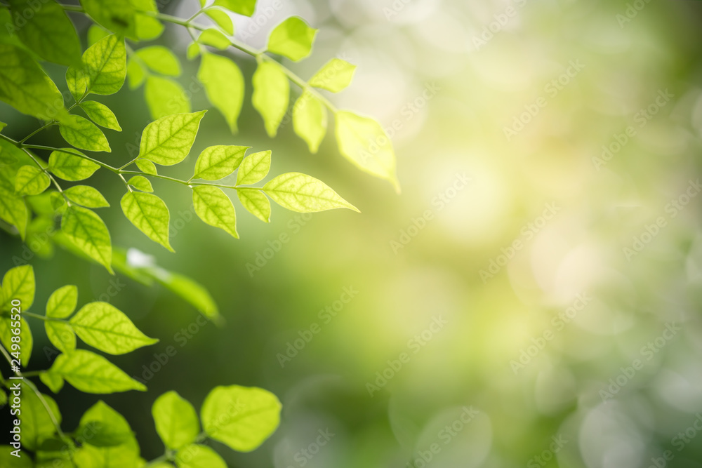 Nature of green leaf in garden at summer. Natural green leaves plants using as spring background cover page greenery environment ecology wallpaper Nature of green leaf in garden at summer. Natural green leaves plants using as spring background cover page greenery environment ecology wallpaper