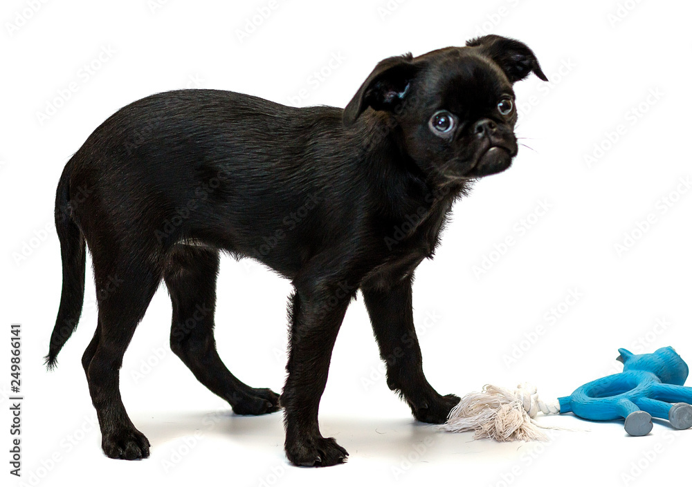 Petit Brabancon. Dog, puppy. Brussels Griffon. Insulation. Playing with toy. Petit Brabancon. Dog, puppy. Brussels Griffon. Insulation. Playing with toy.