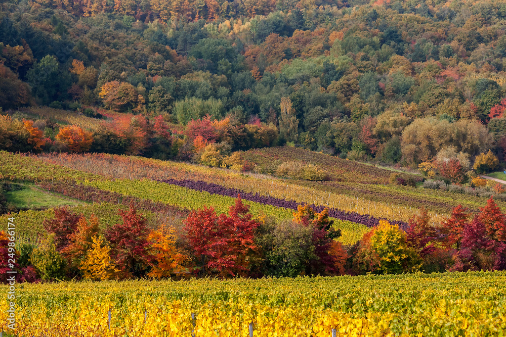 Blick auf Wein und Wald im Herbst