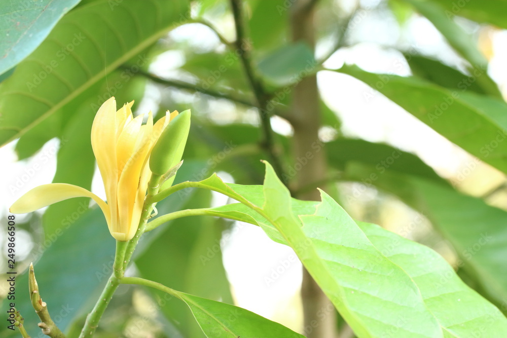 Obraz premium White Champaka Flowers and Green Leaves