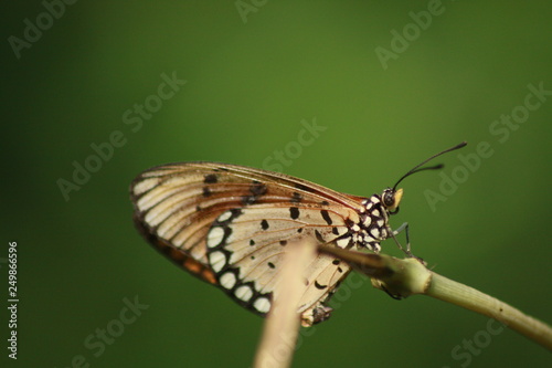 Butterfly On Stalk