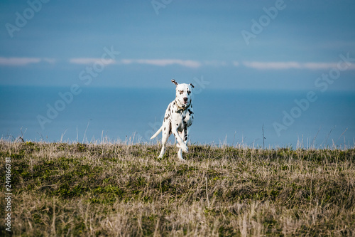 Dalmatian cliff top