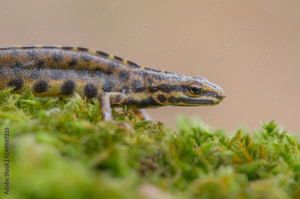 Naklejka premium The smooth newt, also known as the common newt Lissotriton vulgaris formerly Triturus vulgaris in Czech Repiblic