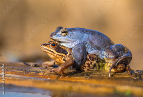 Bild auf Leinwand Mating The Moor frog Rana arvalis in Czech Republic