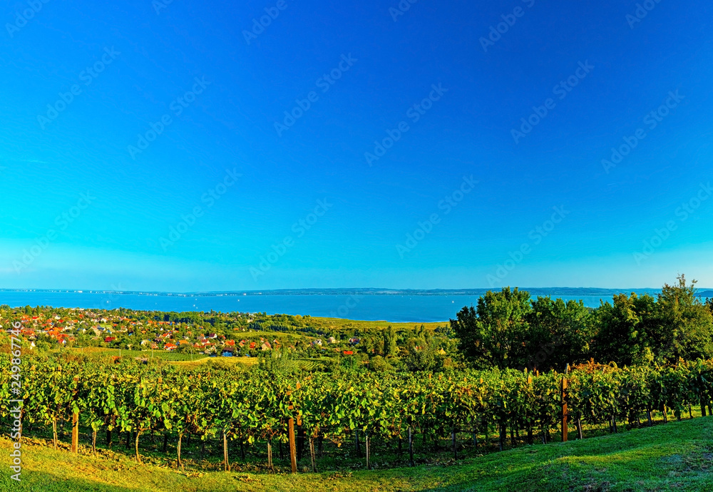 Nice vineyard with lake Balaton