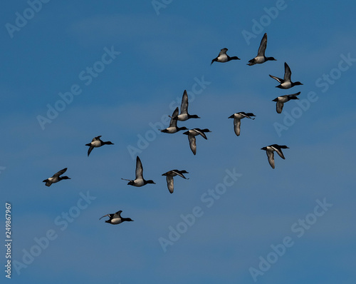 Tufted ducks flying by in Stockholm © Hans Baath