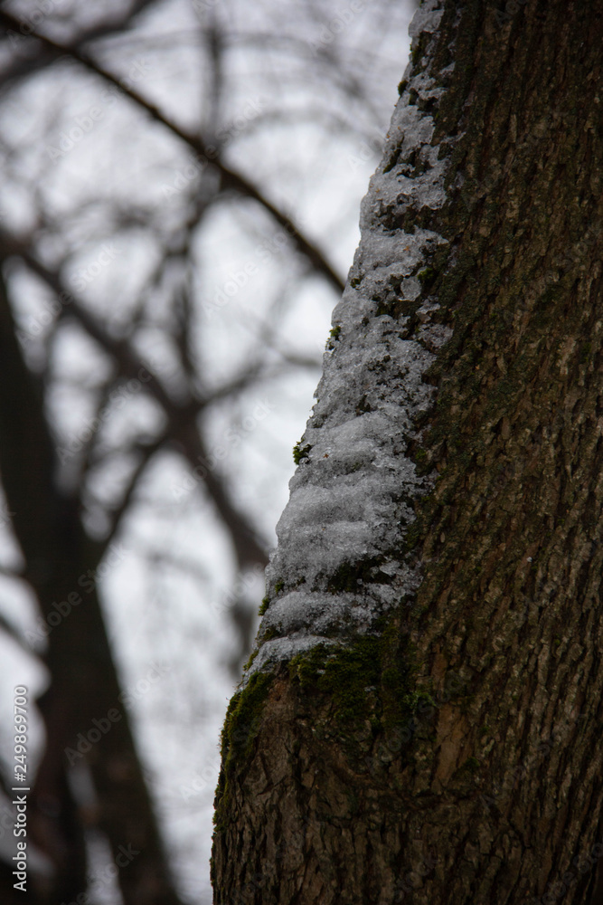 tree in the forest