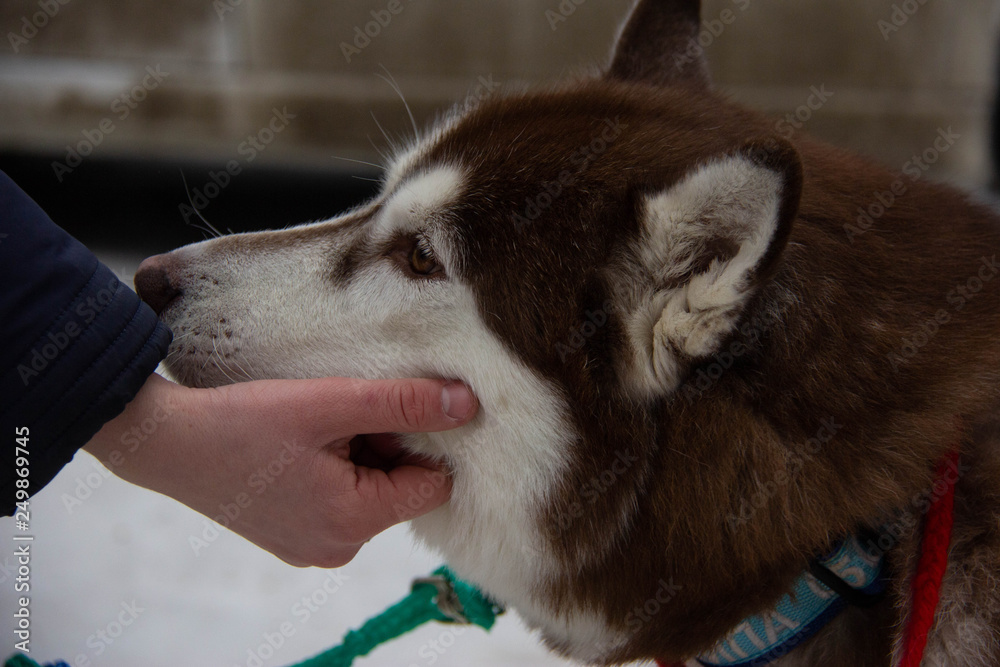 Fototapeta premium woman with dog
