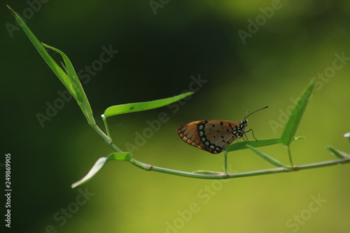 Tiger Butterfly On Leaf And Nature 