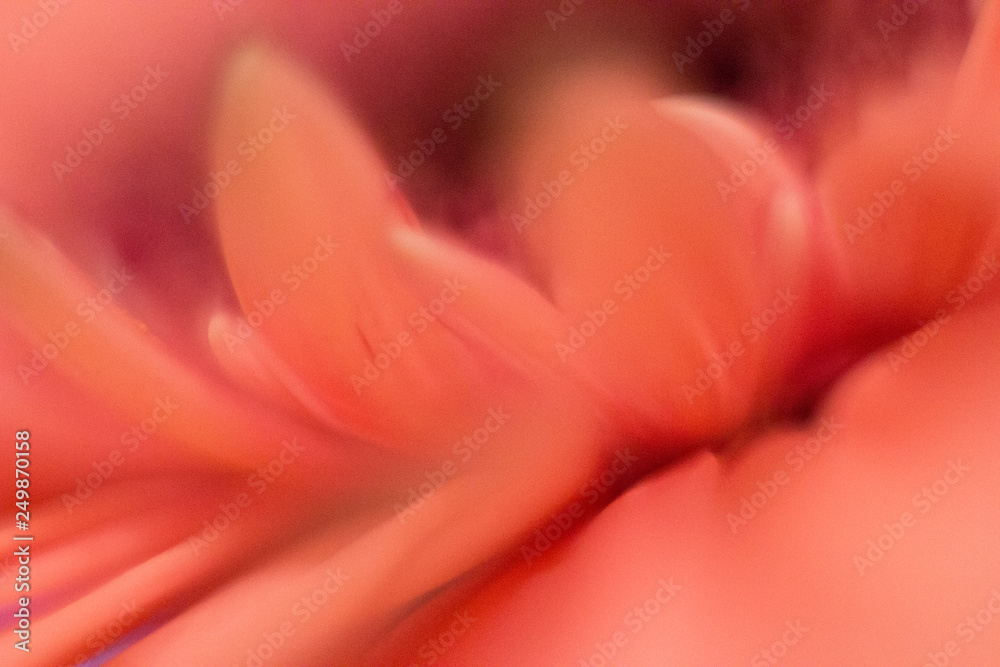 Peachy gerbera flower