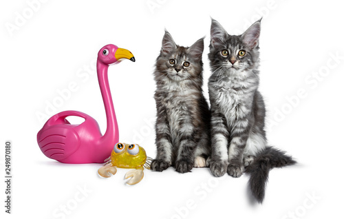 Duo of two cute blue tabby and tortie Maine Coon cat kittens sitting beside each other facing front. Looking at camera. Isolated on white background. Beside them a pink flamingo and a yellow crab.