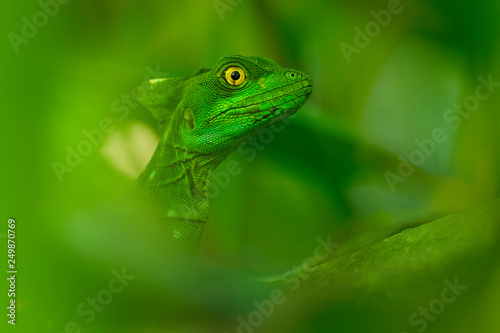 Green Basilisk - Basiliscus plumifrons also called the green basilisk  the double crested basilisk  or the Jesus Christ lizard