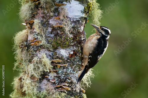 Εκτύπωση καμβά Hairy Woodpecker - Leuconotopicus villosus,  living in the Bahamas, Canada, Cost