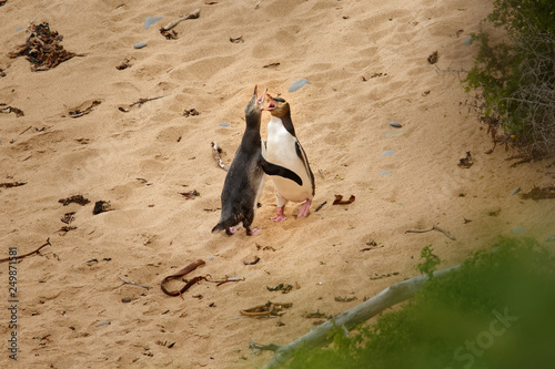 Yellow-eyed penguin - hoiho - Megadyptes antipodes, breeds along the eastern and south-eastern coastlines of the South Island of New Zealand photo