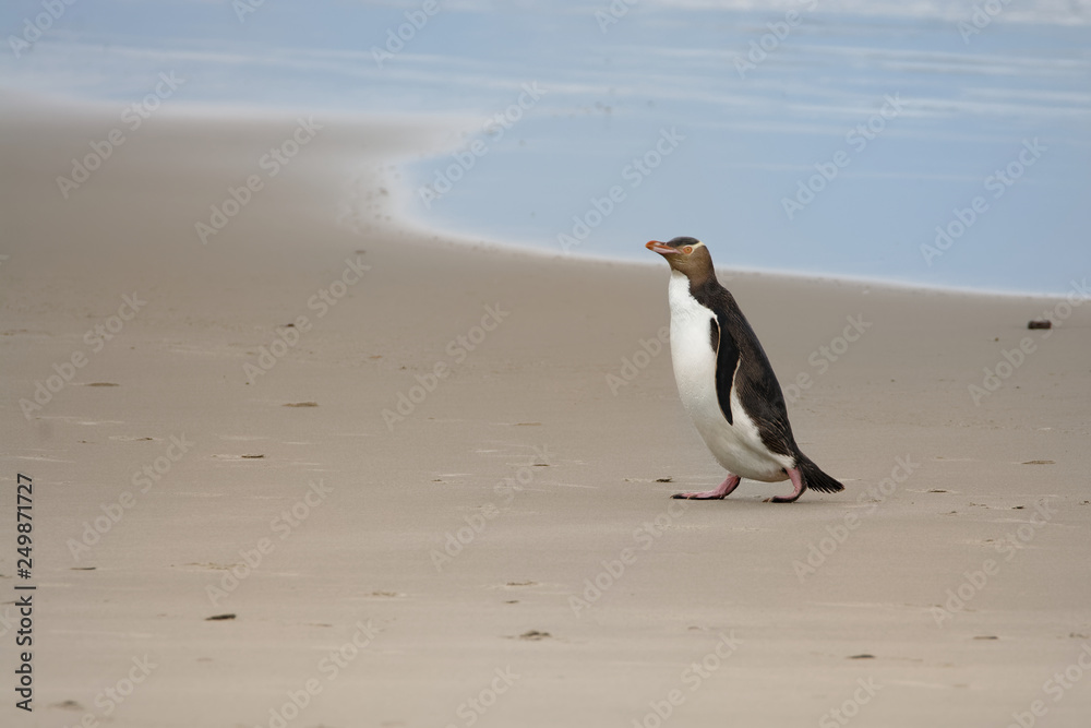 Obraz premium Yellow-eyed penguin - hoiho - Megadyptes antipodes, breeds along the eastern and south-eastern coastlines of the South Island of New Zealand