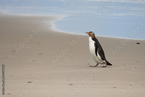 Yellow-eyed penguin - hoiho - Megadyptes antipodes, breeds along the eastern and south-eastern coastlines of the South Island of New Zealand photo