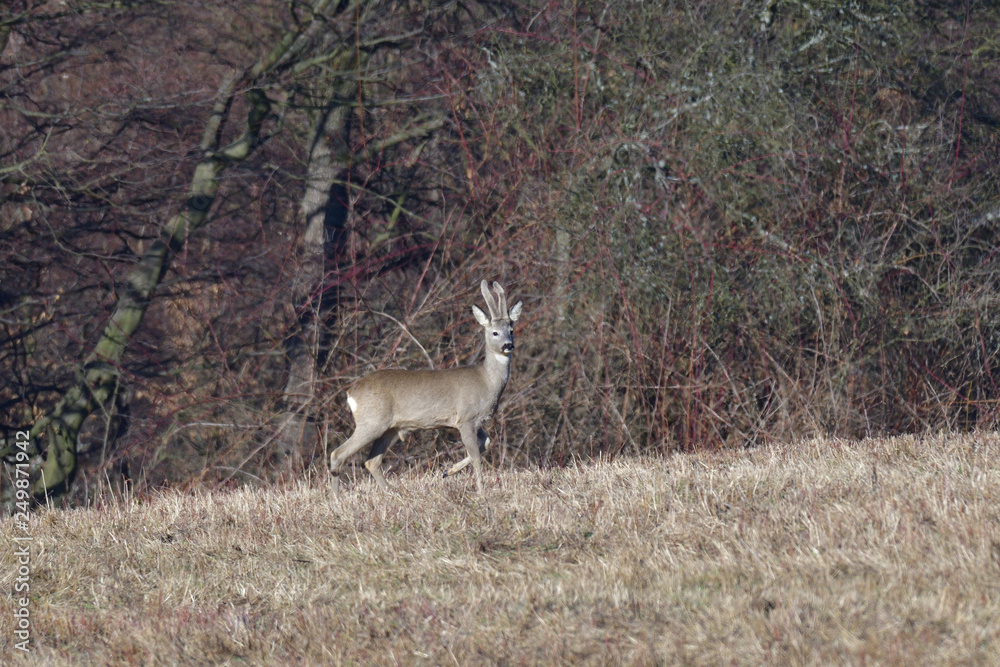 Young small roedeer with antler walking the meadow close up Young small roedeer with antler walking the meadow close up