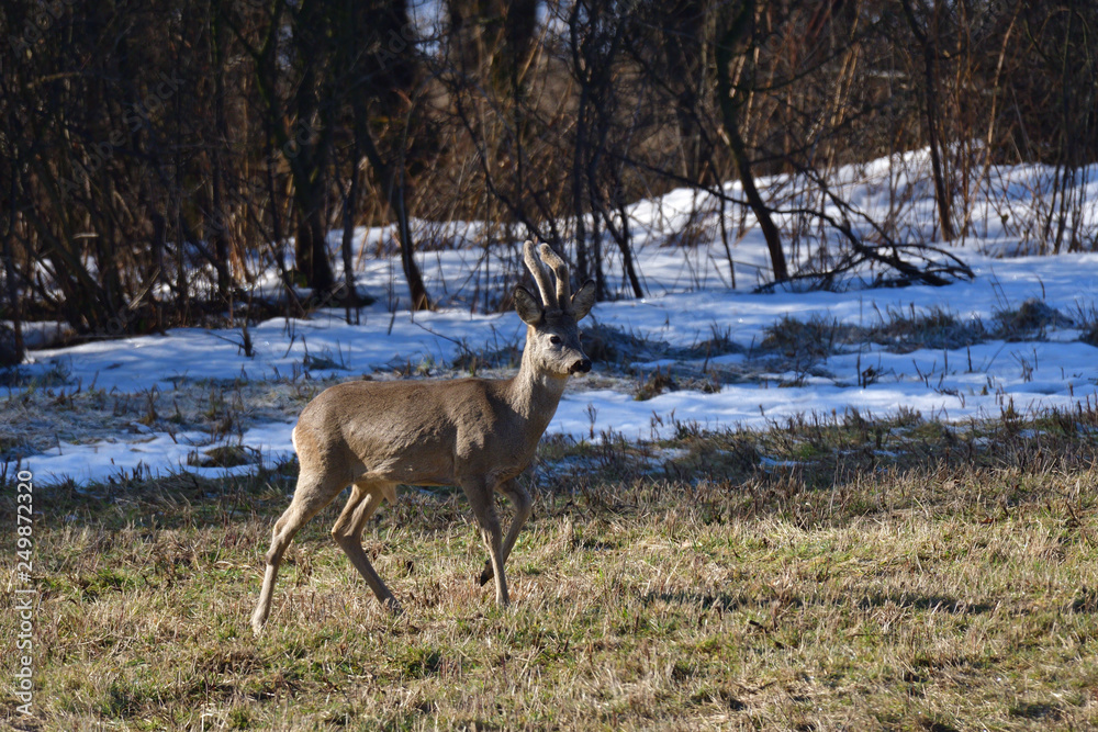 Roedeer and roe jumping to hide to the forest in winter Roedeer and roe jumping to hide to the forest in winter
