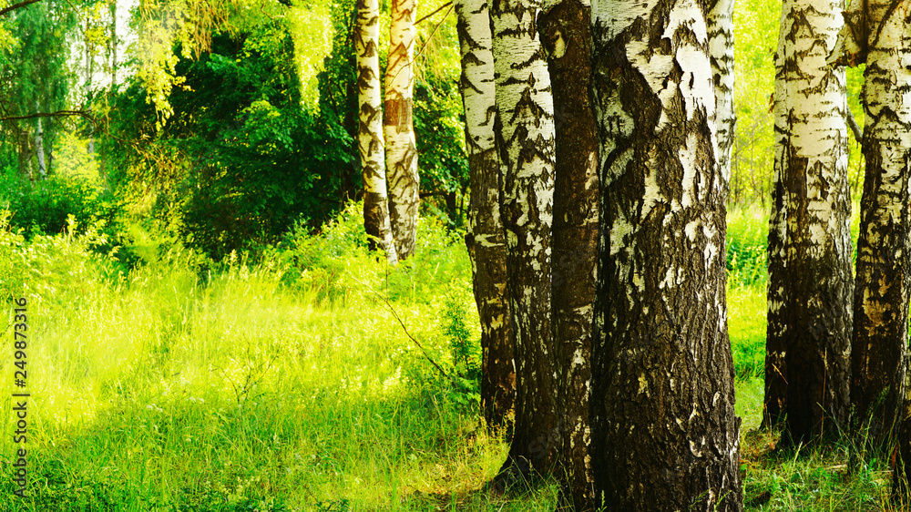 Obraz premium summer in sunny birch forest