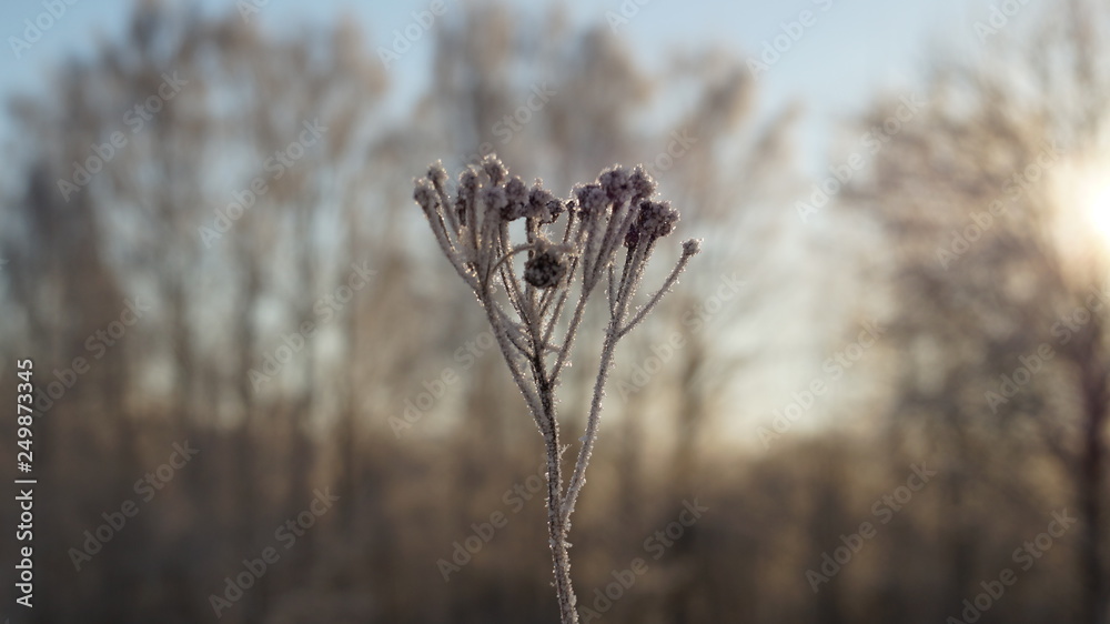 Fototapeta premium frozen plant