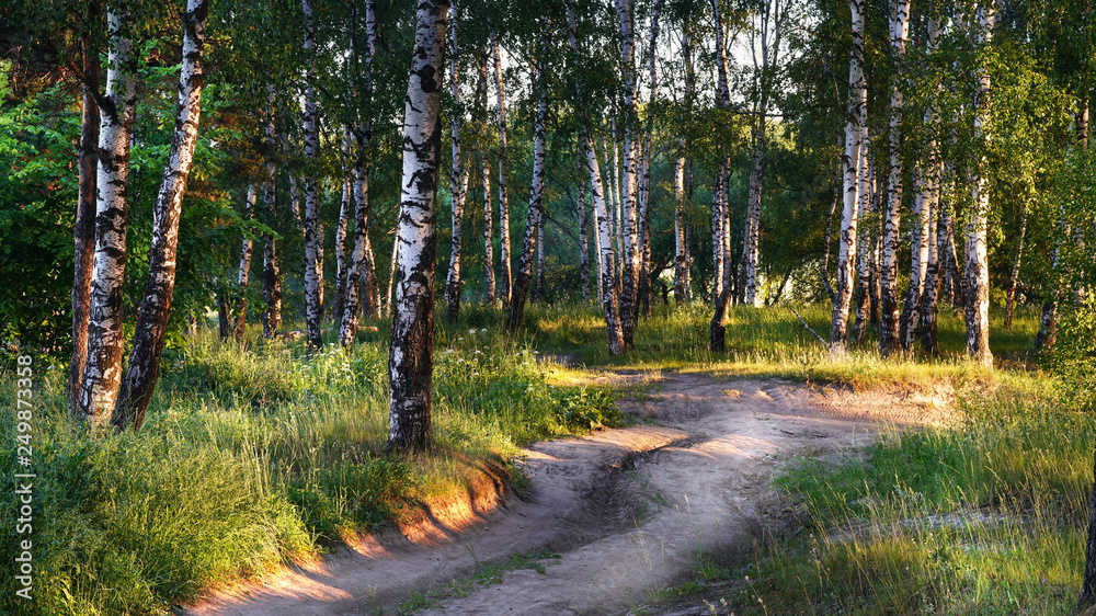 Fototapeta premium summer in sunny forest