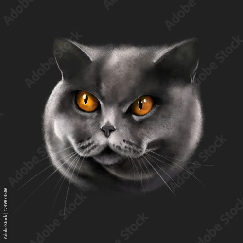 Portrait of angry cat breed British Shorthair, with beautiful orange eyes