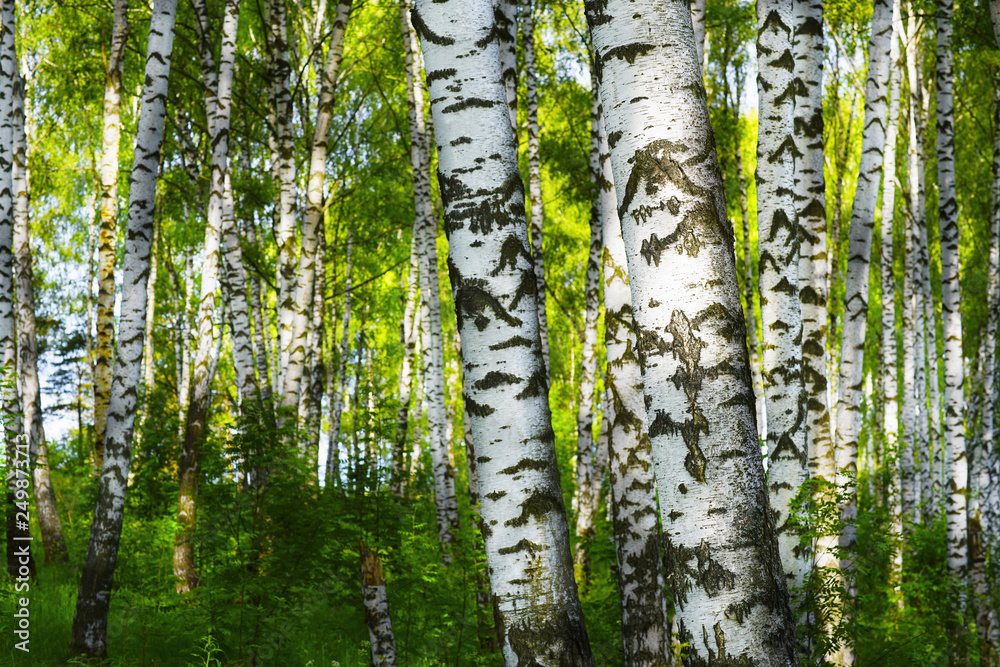 Obraz premium summer in sunny birch forest