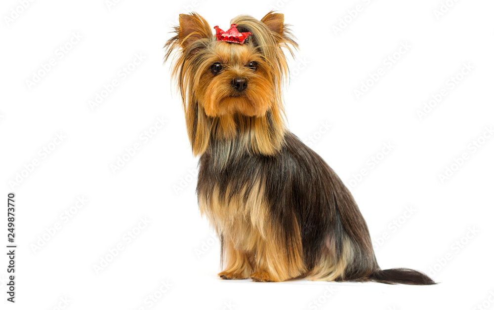 dog breed Yorkshire terrier on a white background dog breed Yorkshire terrier on a white background