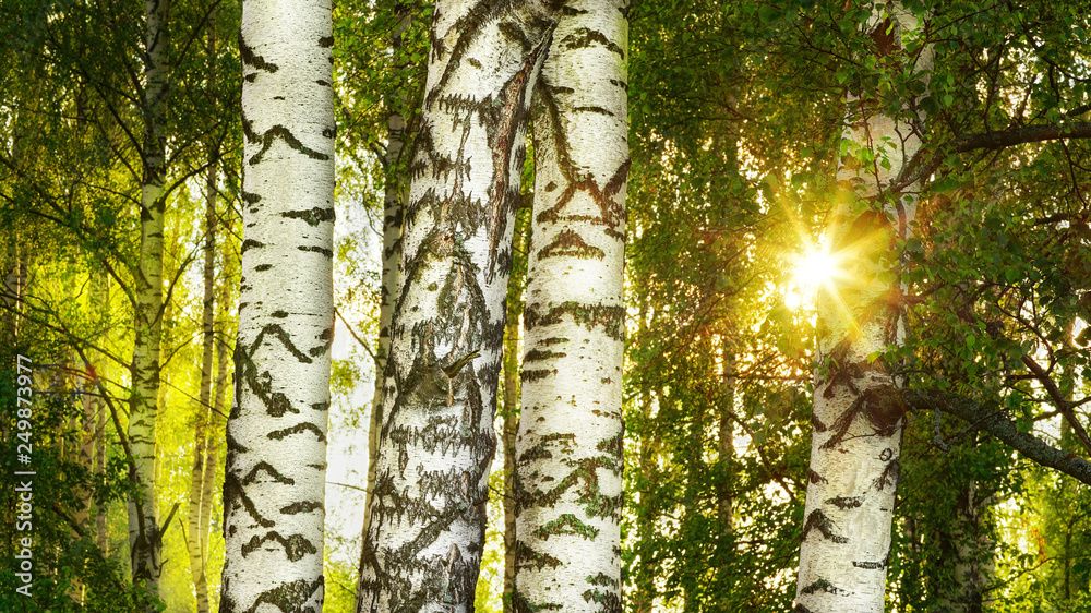 Fototapeta premium summer in sunny birch forest