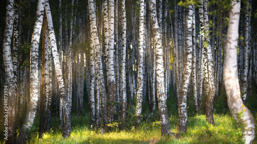 Fototapeta Naklejka Na Ścianę i Meble -  summer in sunny  forest