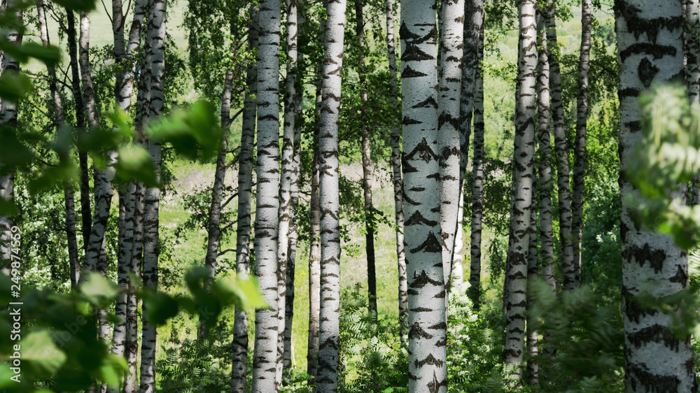 Fototapeta premium summer in sunny birch forest
