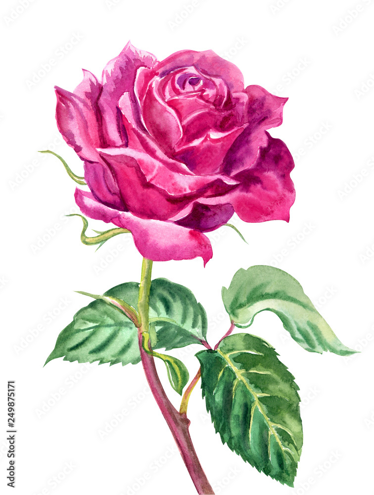 Fototapeta premium Crimson rose, watercolor painting on white background, isolated with clipping path.