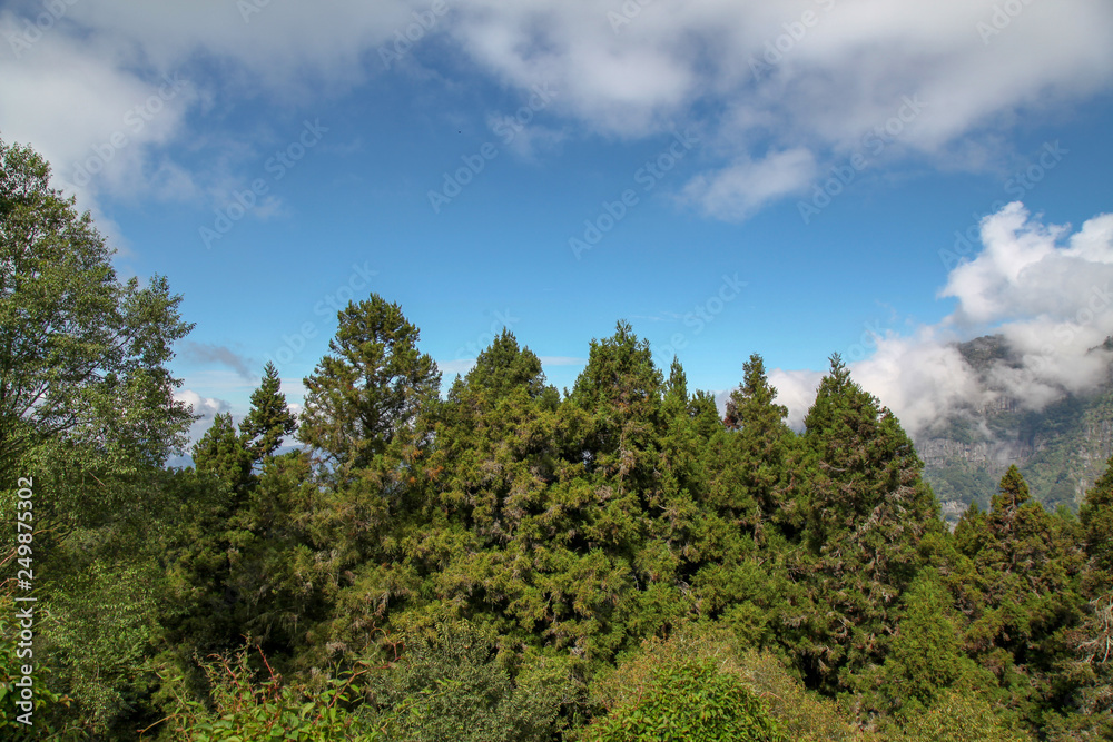 The cloudy on mountain in alishan national park at taiwan