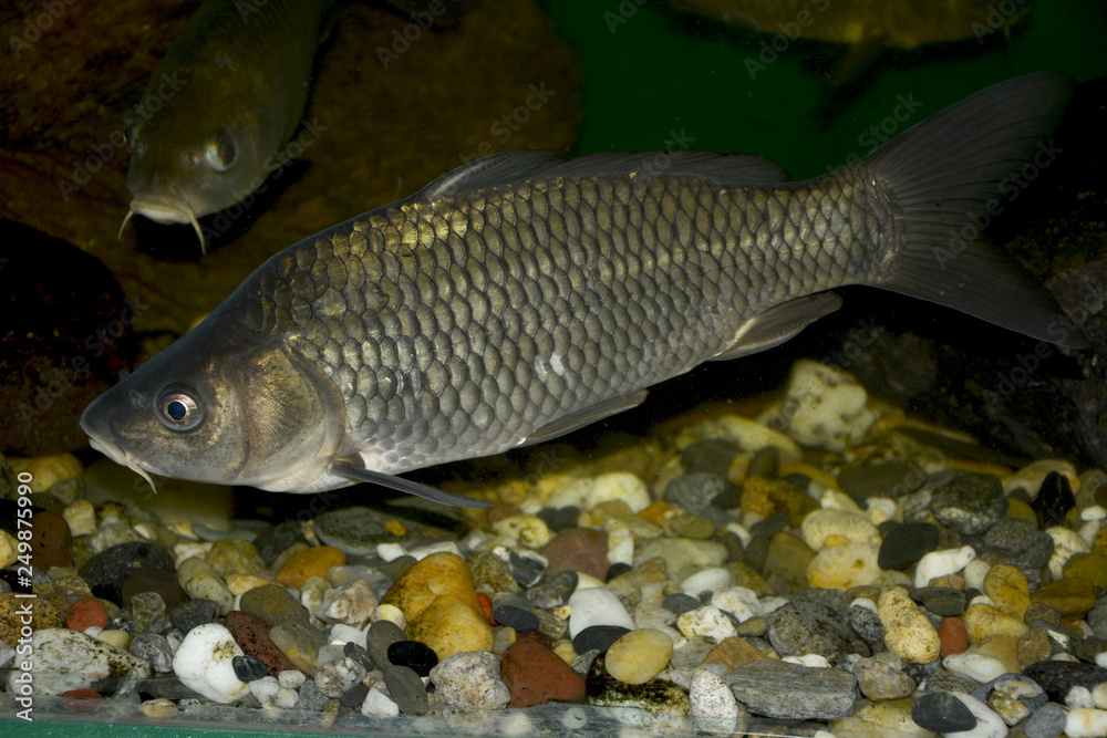 fish in water fish in water