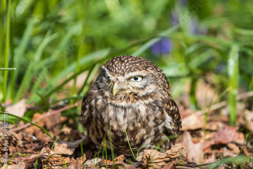 Little Owl in Bluebells