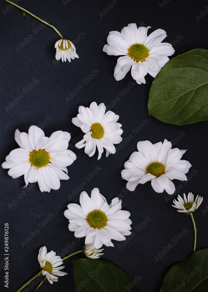 Obraz premium randomly arranged white daisies on a dark background