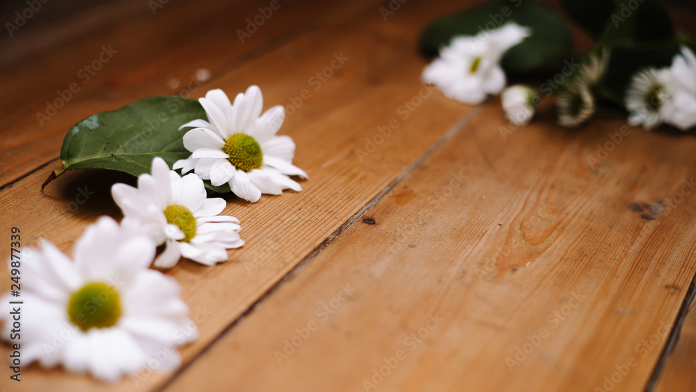 white daisies on wooden background white daisies on wooden background