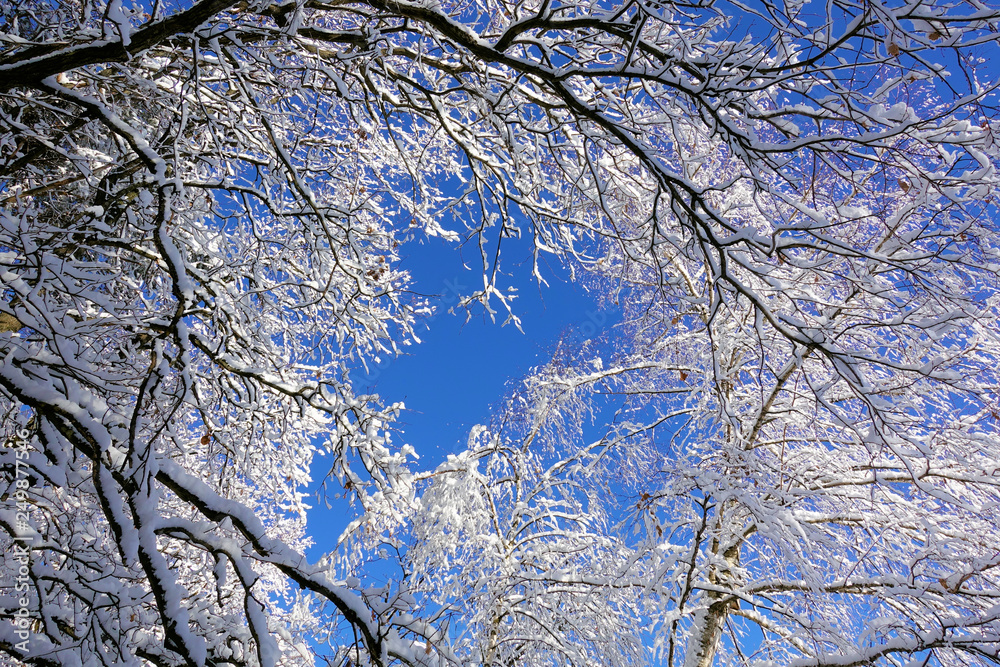 Obraz premium Winter snow branches of tree on a blue sky background