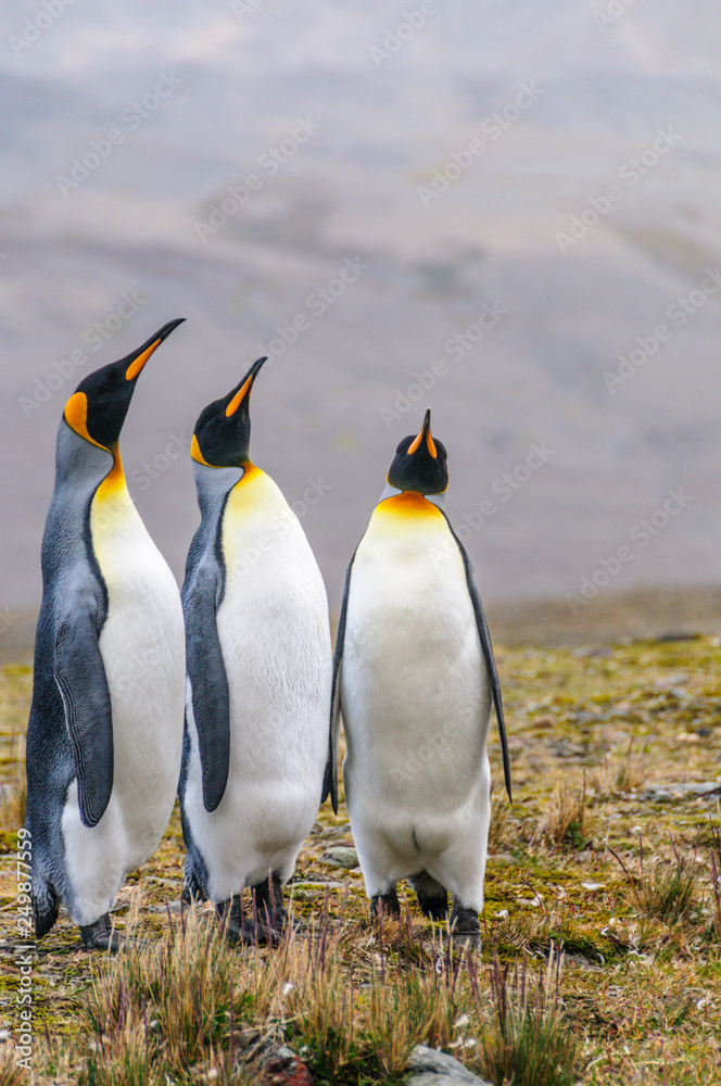 Fototapeta premium Three King Penguins at Fortuna Bay