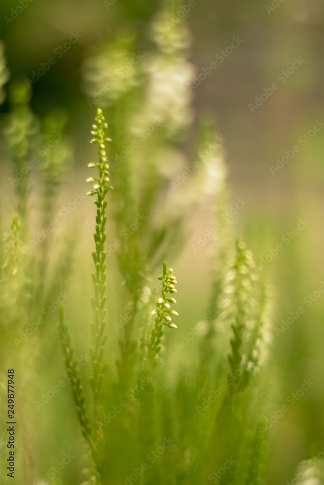 Close-up detail of green plant with low depth of field