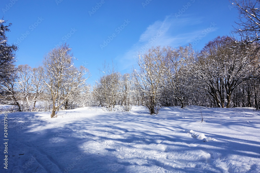 Winter landscape in the forest. Sunny frosty day. Blue sky without clouds and a carpet of snow on the ground and in the trees