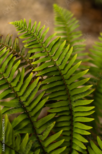 leaf of fern