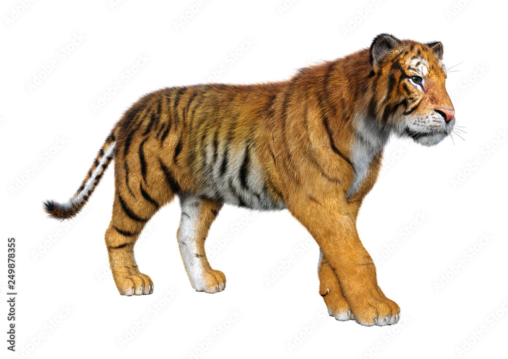 Obraz premium 3D Rendering Big Cat Tiger on White