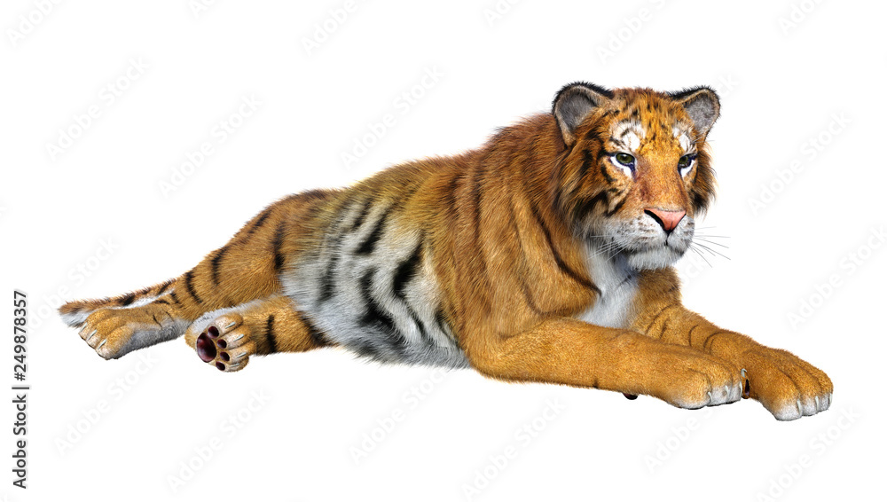 Obraz premium 3D Rendering Big Cat Tiger on White