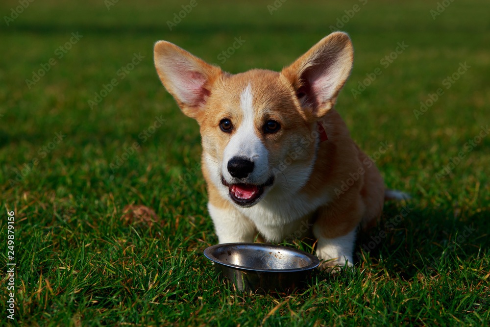 Dog breed Welsh Corgi Pembroke Dog breed Welsh Corgi Pembroke
