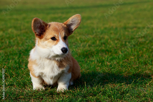 Dog breed Welsh Corgi Pembroke